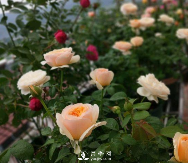 初春養(yǎng)月季，做好這幾點至關(guān)重要。(圖1)