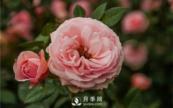 月季花怎么種植，做好這幾點(diǎn)準(zhǔn)沒(méi)錯(cuò)！(圖2)
