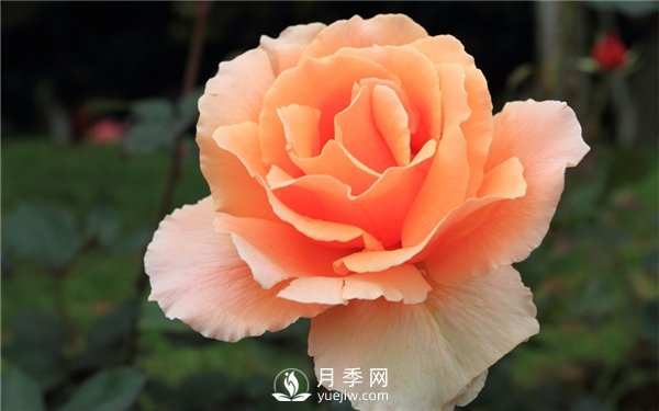 月季花怎么種植，做好這幾點(diǎn)準(zhǔn)沒(méi)錯(cuò)！(圖1)
