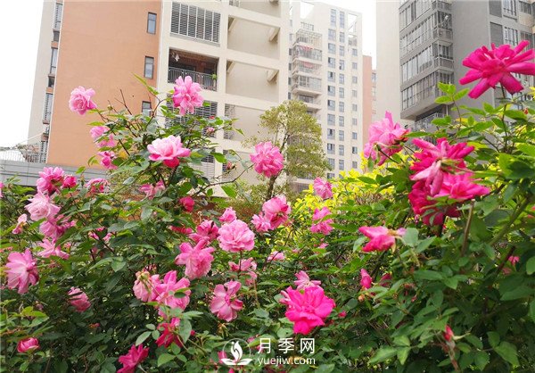 樹狀月季用什么作為砧木？(圖2)