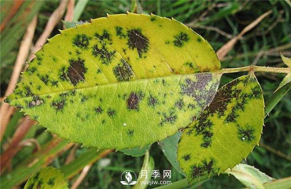 月季發(fā)生黑斑病時怎么辦？(圖1)