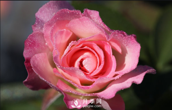 ?月季如何養(yǎng)，才能開花大而艷？(圖1)