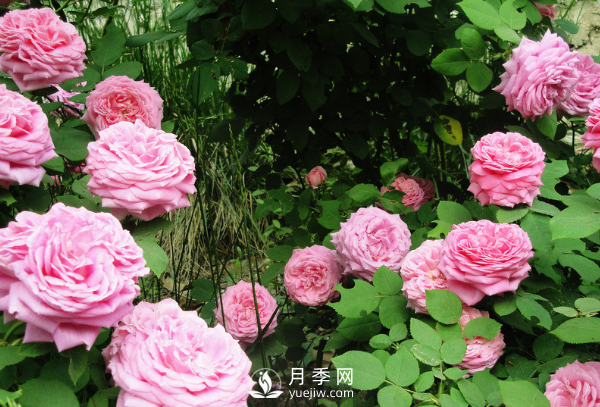 ?月季如何養(yǎng)，才能開花大而艷？(圖2)