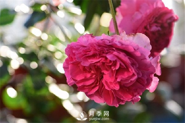 月季花為什么越來越小？(圖1)