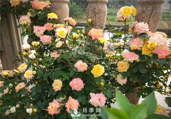 月季花夏天能暴曬嗎？夏季月季管理方法(圖2)