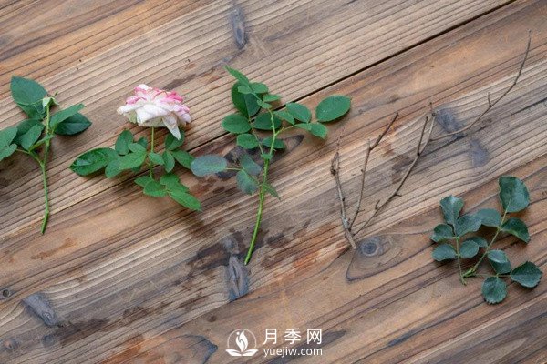 月季花后修剪怎么做？這樣做才能開(kāi)爆(圖3)