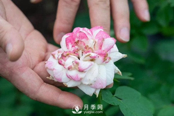 月季花后修剪怎么做？這樣做才能開(kāi)爆(圖1)