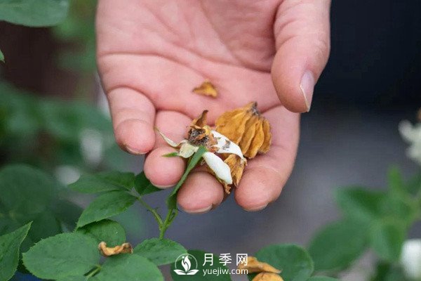 月季花后修剪怎么做？這樣做才能開(kāi)爆(圖2)