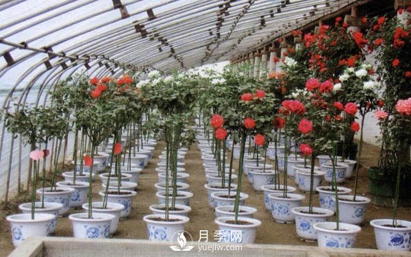 樹狀月季用什么作為砧木？(圖1)