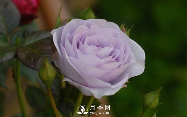 月季出現(xiàn)掉葉子怎么辦？(圖3)