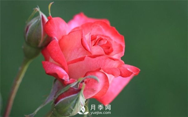 月季出現(xiàn)掉葉子怎么辦？(圖1)