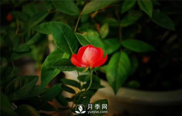 月季出現(xiàn)掉葉子怎么辦？(圖2)