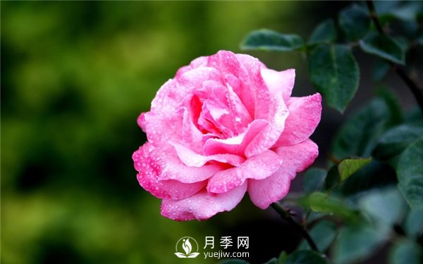 月季花怎么栽種更好，養(yǎng)護(hù)時應(yīng)注意什么？(圖3)