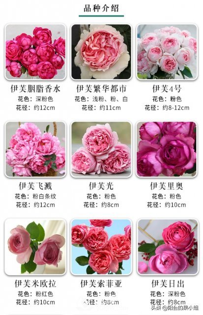 有哪些只看一眼就叫人欲罷不能的月季品種？(圖3)