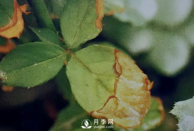 花木慘遭藥害怎么辦？這里有妙招(圖1)