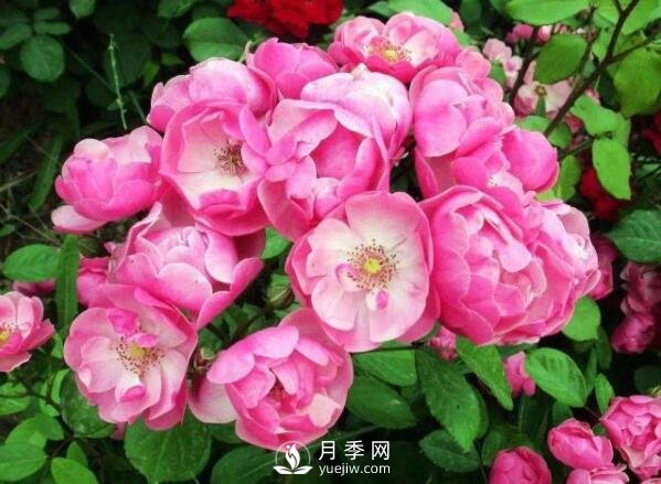 藤本月季多少錢？藤本月季價(jià)格相差大差距在哪？(圖1)