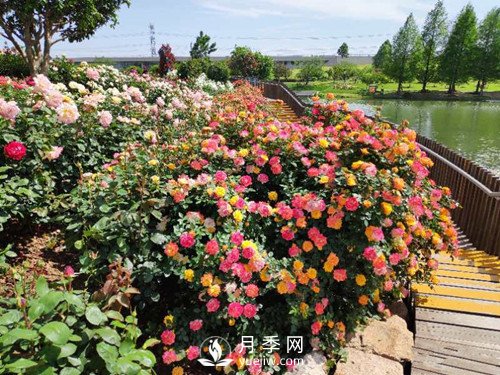 國內“安吉拉”月季花墻 有多長？(圖3)