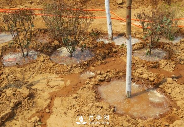 樹木栽植時(shí)應(yīng)做好根部的哪些護(hù)理？(圖1)