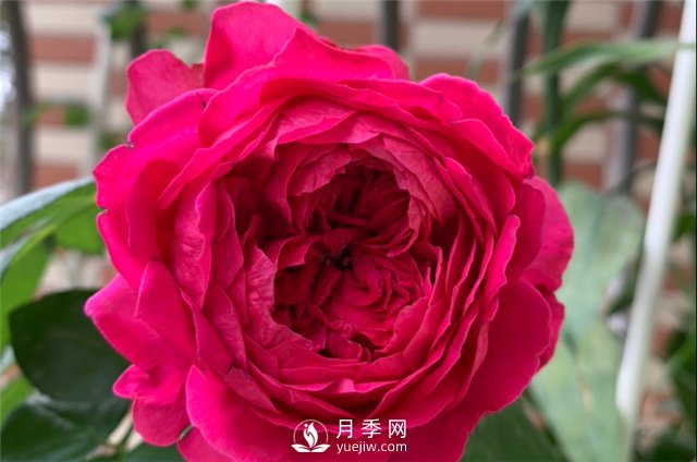 推薦5款月季品種，好看又好養(yǎng)，抗病能力強，值得擁有(圖5)