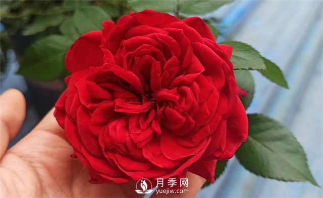 推薦10款紅色系月季品種，中國紅開啟2021好彩頭(圖1)