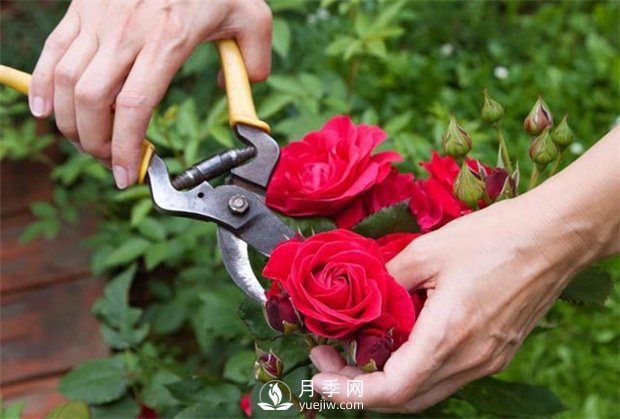 養(yǎng)月季要學(xué)會(huì)防病蟲還，還需掌握修剪的技能(圖1)