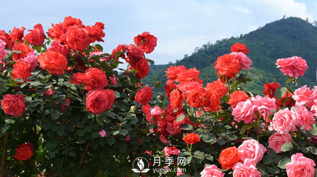 月季和玫瑰的區(qū)別是什么？(圖1)