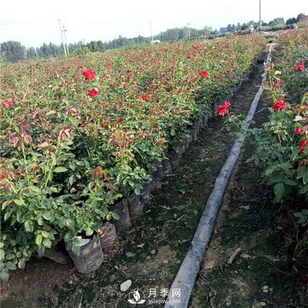 月季扦插需要用什么工具，準(zhǔn)備什么？(圖1)