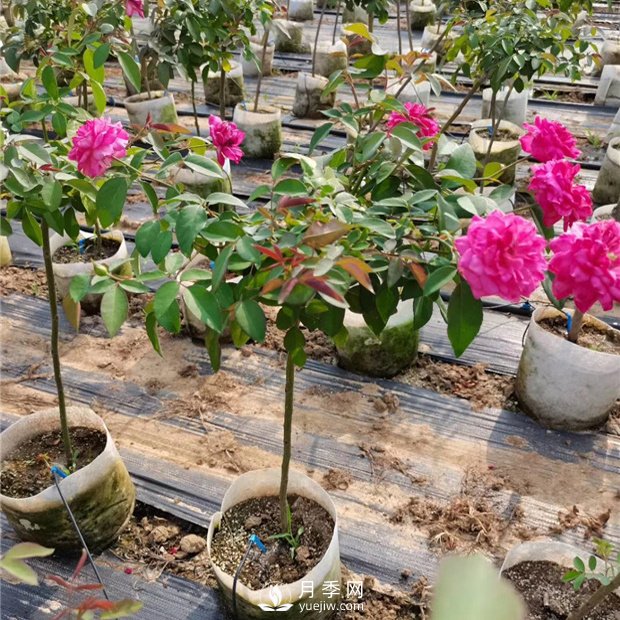 盆栽月季樹種植過程中可能涉及到的問題有哪些呢？(圖1)