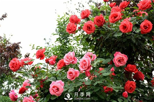 月季莖蜂和褐斑病如何防治？(圖1)