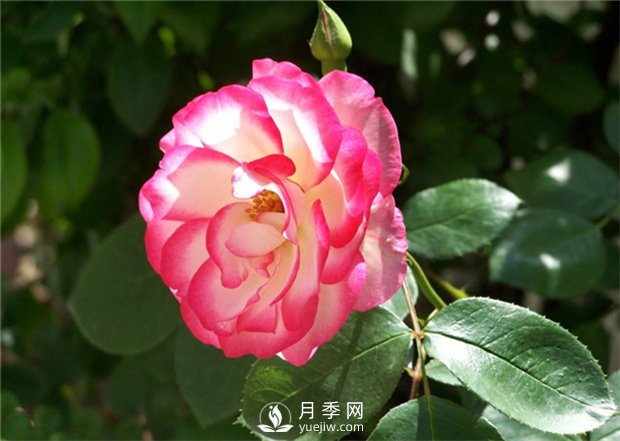 讓月季接連開花的方法有哪些？(圖1)