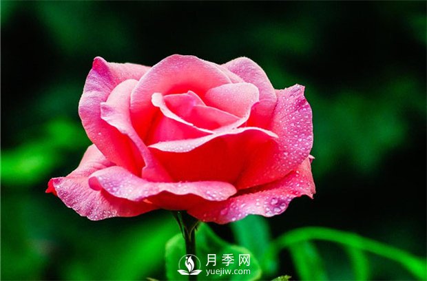 如何修剪月季？(圖1)