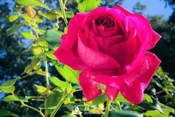 雷吉斯馬寇月季，HT的高雅花型，花瓣超級(jí)多(圖2)