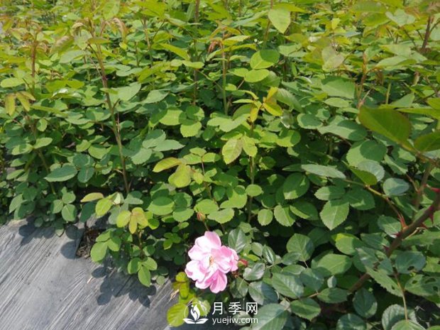 盆栽月季入春后需要注意哪些？(圖1)