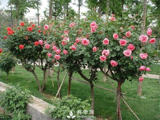 南陽(yáng)月季樹(shù)開(kāi)花后怎么修剪比較好(圖1)