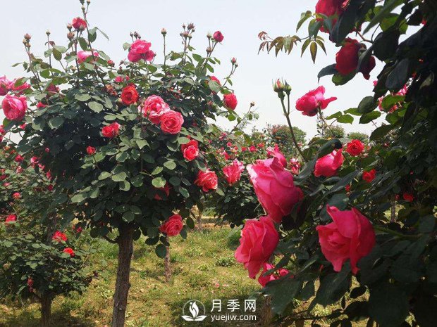 培養(yǎng)南陽樹狀月季要注意哪些事項(xiàng)？(圖1)