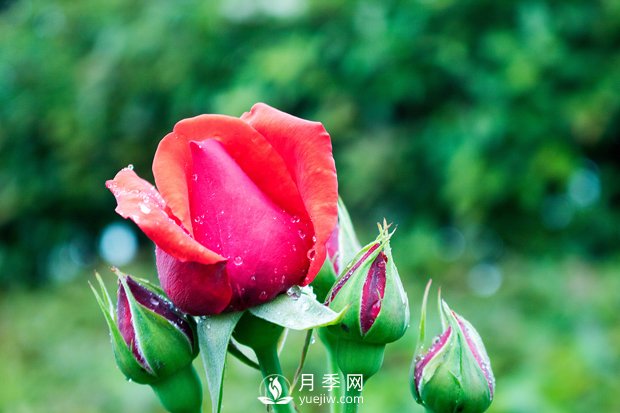 盆栽花卉長時間干旱的時候可以立刻澆水嗎？(圖1)