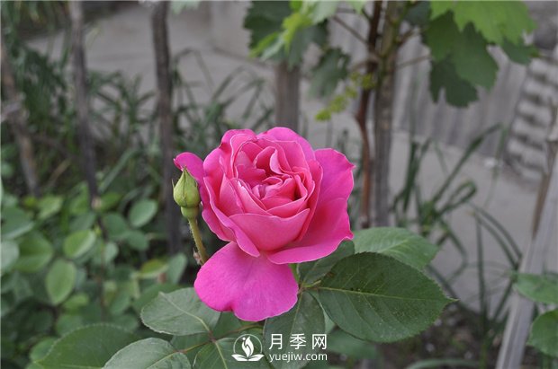 如何解決月季葉子發(fā)黃問題？(圖1)