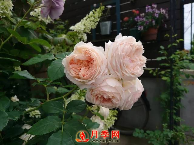 養(yǎng)護(hù)月季花這么做，來年繁茂又漂亮！(圖2)