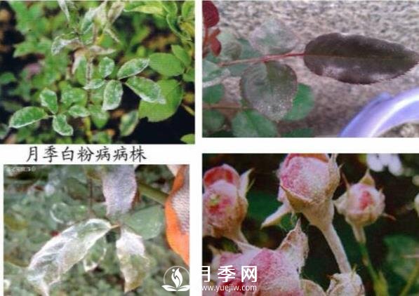 立秋己過(guò) 養(yǎng)護(hù)月季呢？看過(guò)來(lái)了(圖1)