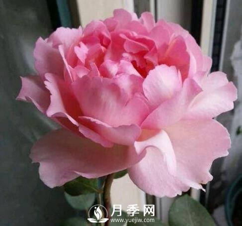 貴族香水，艷壓群芳香味濃的月季(圖1)