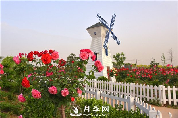  追肥，補(bǔ)充養(yǎng)分“催”花(圖1)