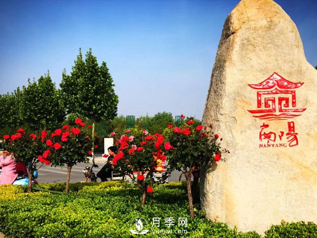 香飄神州，南陽月季努力實現(xiàn)月季產(chǎn)業(yè)轉(zhuǎn)型升級(圖1)
