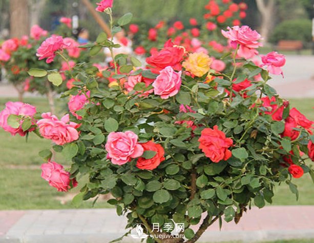 山東樹狀月季養(yǎng)護、管理需要這六要素(圖1)
