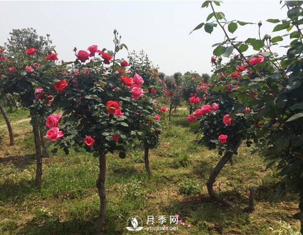 三門峽月季花如何做能快速進(jìn)入下一波花期？(圖1)