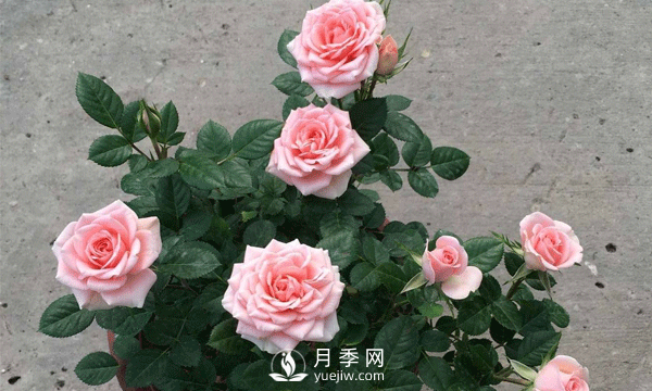 養(yǎng)護好月季必須保持通風良好，排水良好和溫度適宜(圖1)