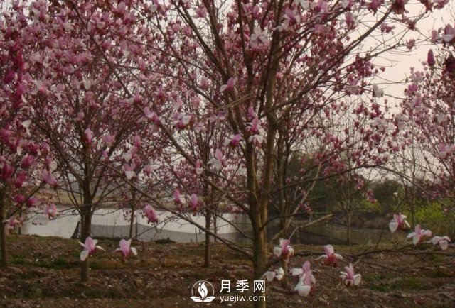 玉蘭樹(shù)幼苗移栽后要怎樣管理？(圖1)