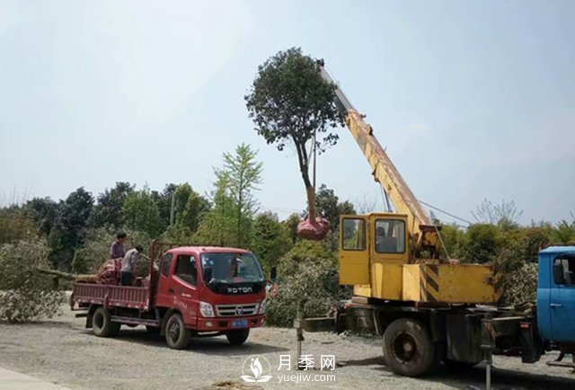 大規(guī)格苗木裝運技巧，移植技術(shù)有哪些技巧？(圖2)