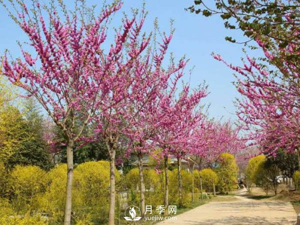 為何巨紫荊價(jià)格不菲，銷量卻很樂(lè)觀？(圖2)