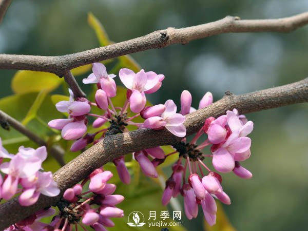 為何巨紫荊價(jià)格不菲，銷量卻很樂(lè)觀？(圖1)