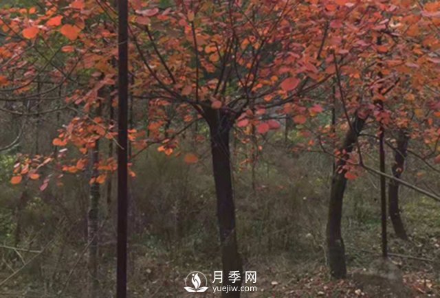 紅葉石楠的移栽準(zhǔn)備繁殖及病蟲(chóng)害防治栽培(圖1)